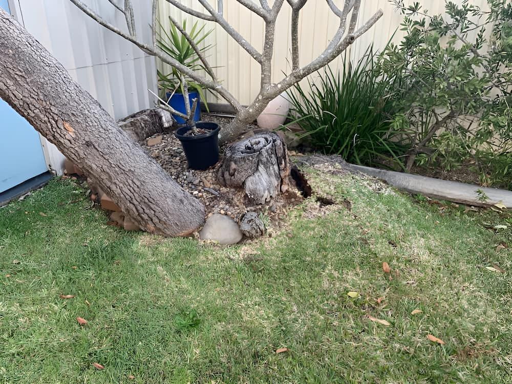 A Cat Is Laying Under A Tree In A Yard — All Area Tree Service Pty Ltd In Fountaindale, NSW