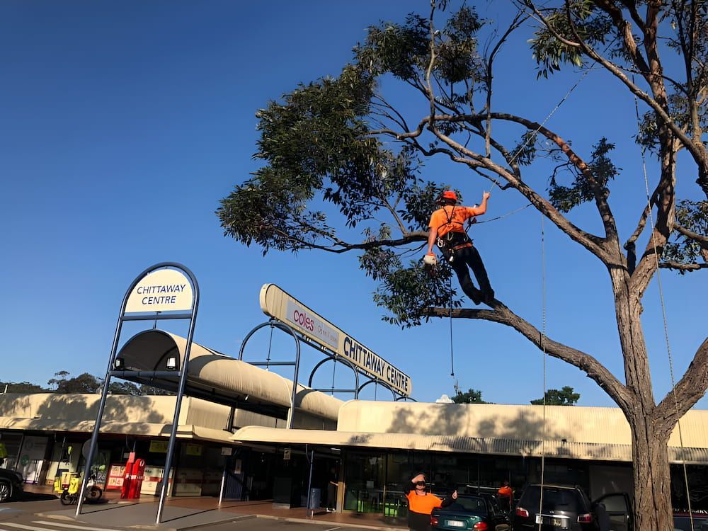A Man Is Climbing A Tree In Front Of A Building — All Area Tree Service Pty Ltd In Fountaindale, NSW