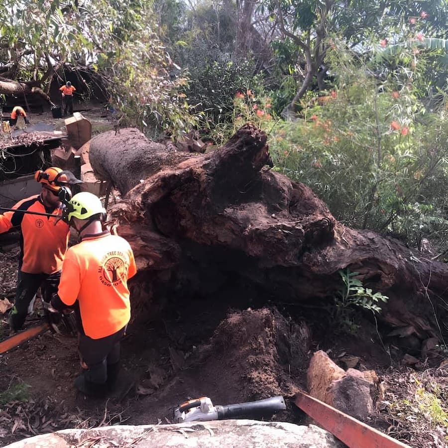 A Group Of Men Are Working On A Large Tree Stump — All Area Tree Service Pty Ltd In Fountaindale, NSW