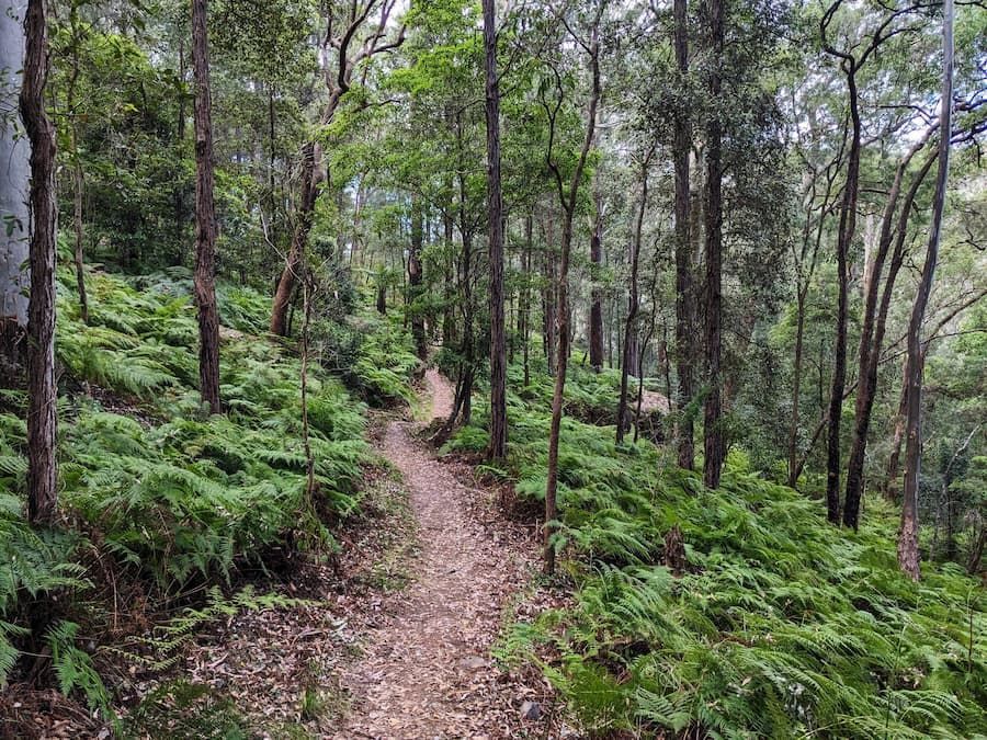 A Path In The Middle Of A Forest Surrounded By Trees And Ferns — All Area Tree Service Pty Ltd In Fountaindale, NSW