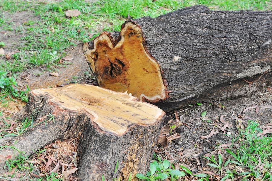 A Tree Stump Is Laying On The Ground In The Grass — All Area Tree Service Pty Ltd In Tuggerah, NSW