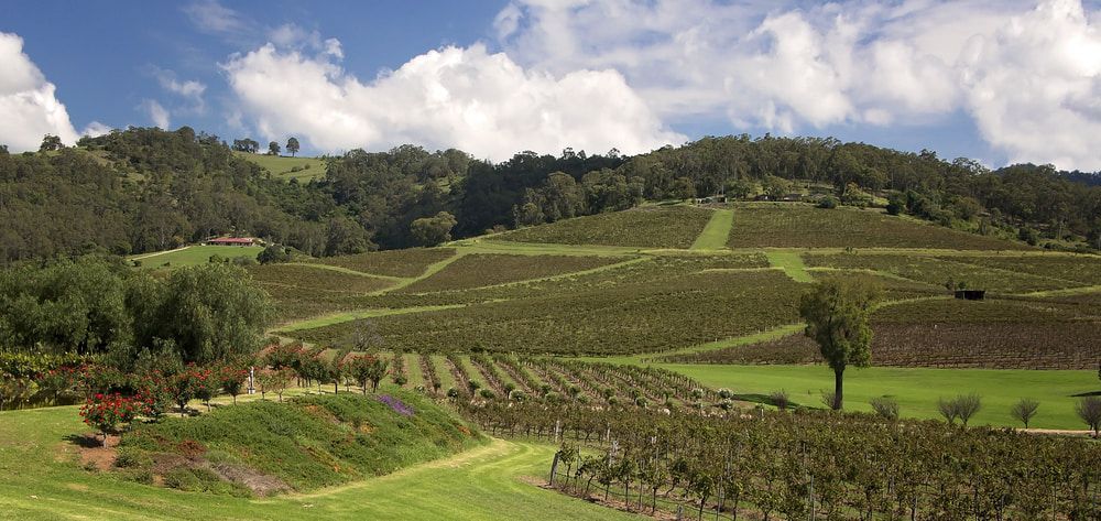 A Lush Green Field With Trees On The Hills In The Background — All Area Tree Service Pty Ltd In Fountaindale, NSW