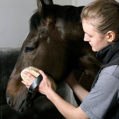 Visit our store for horse supplements
