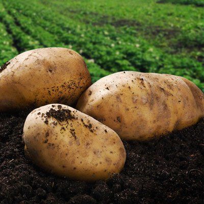 Contact us for fresh potatoes