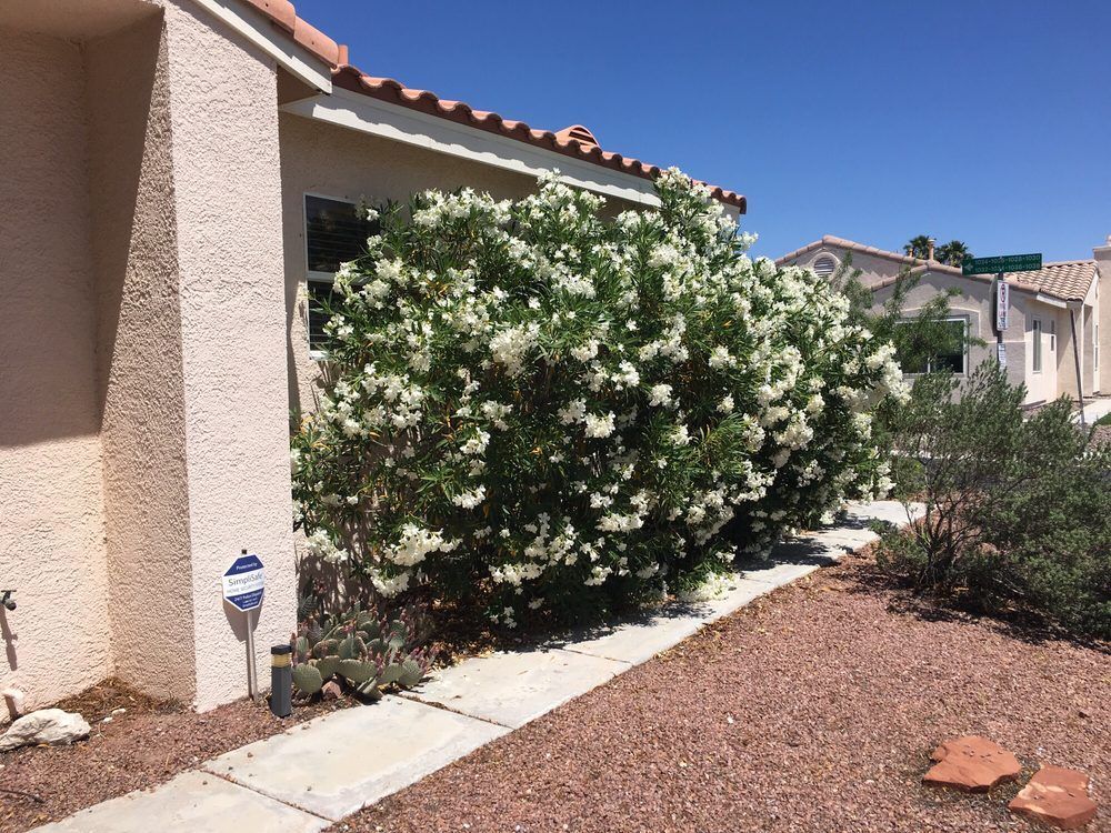 A house with a sidewalk and a bush with white flowers in front of it.