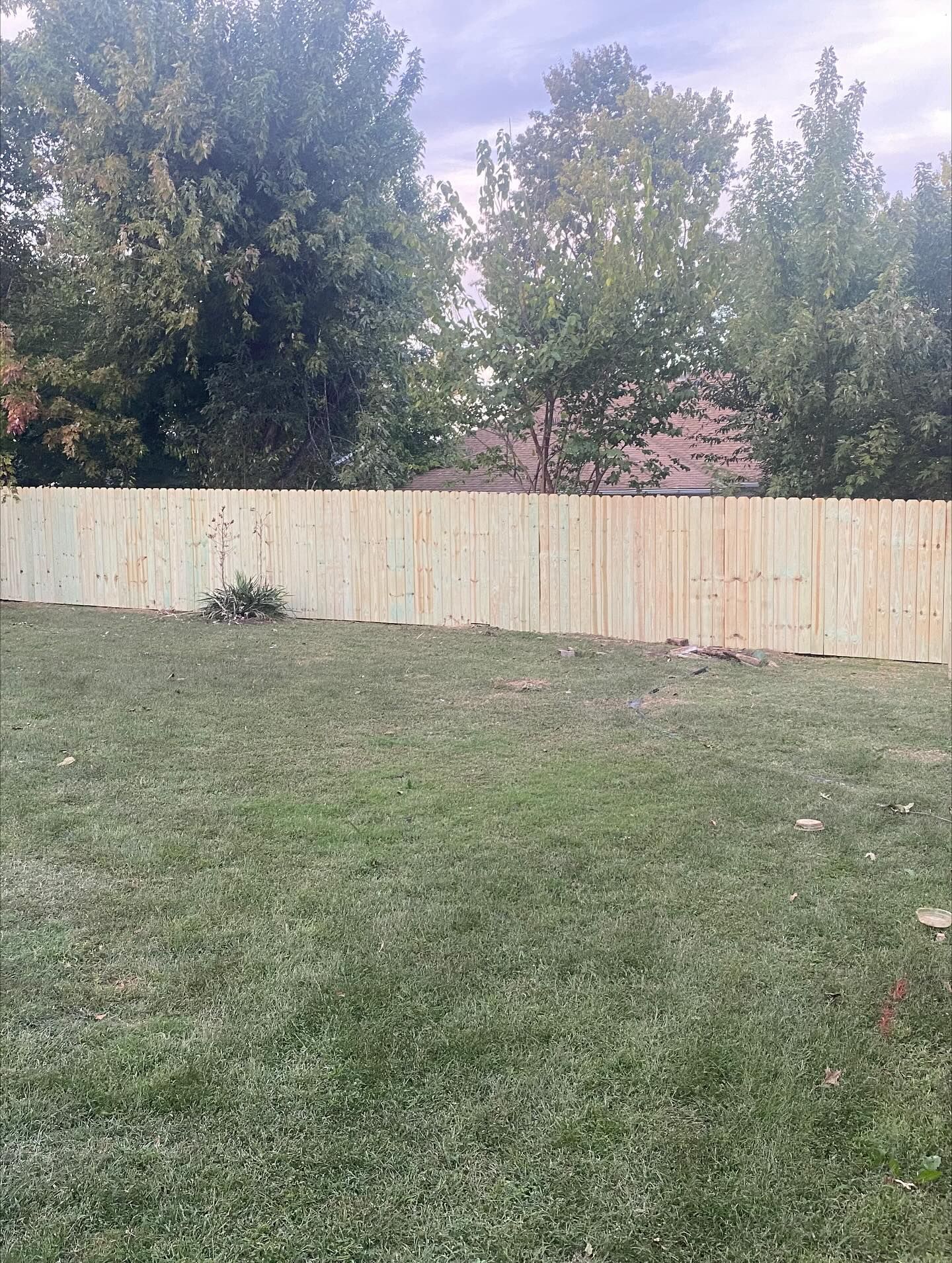 Wooden fence in backyard, tall green grass, trees in the background.