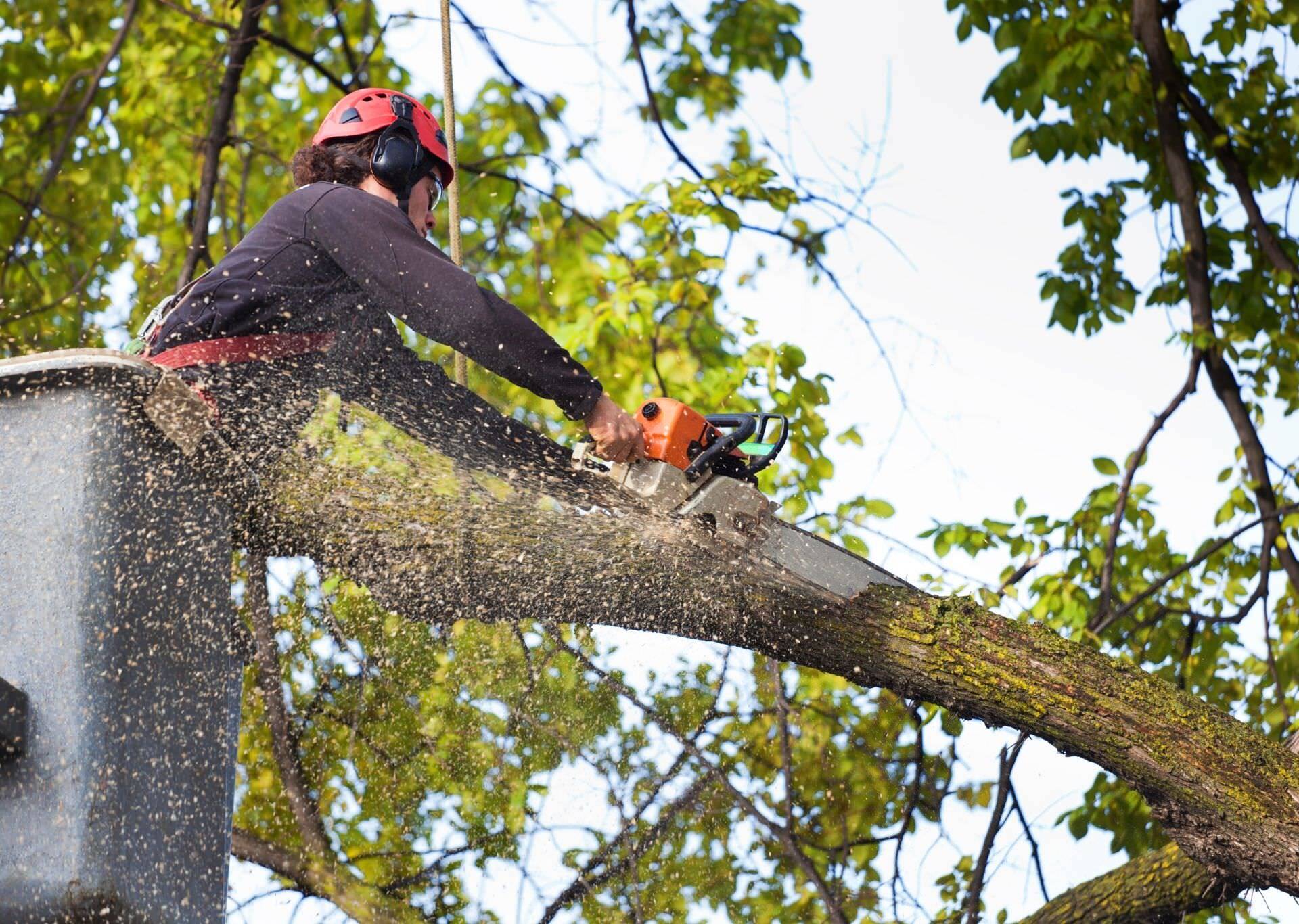 Working tree. Pruning Tree Peony.