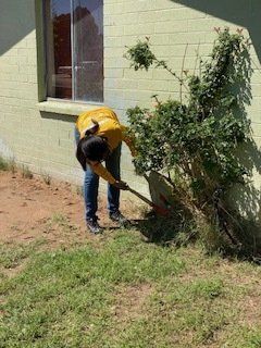 Person wearing yellow shirt and jeans, using a shovel to work on a plant next to a building.