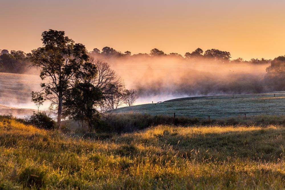 A Foggy Field With A Tree In The Foreground — Gympie/Childers Towing Pty Ltd in Caboolture, QLD