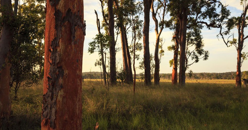 A Row Of Trees In A Field With A Sunset In The Background — Gympie/Childers Towing Pty Ltd in Kingaroy, QLD
