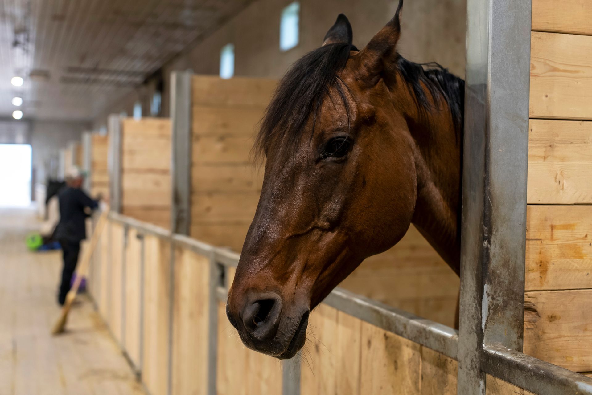 A brown horse is sticking its head out of a wooden stable.