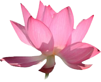 A close up of a pink lotus flower on a white background