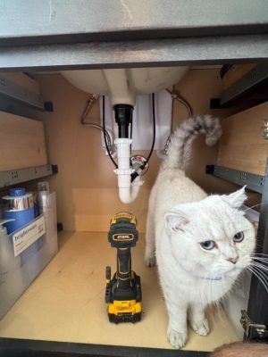 White cat under a sink beside a cordless drill in a narrow cabinet area.