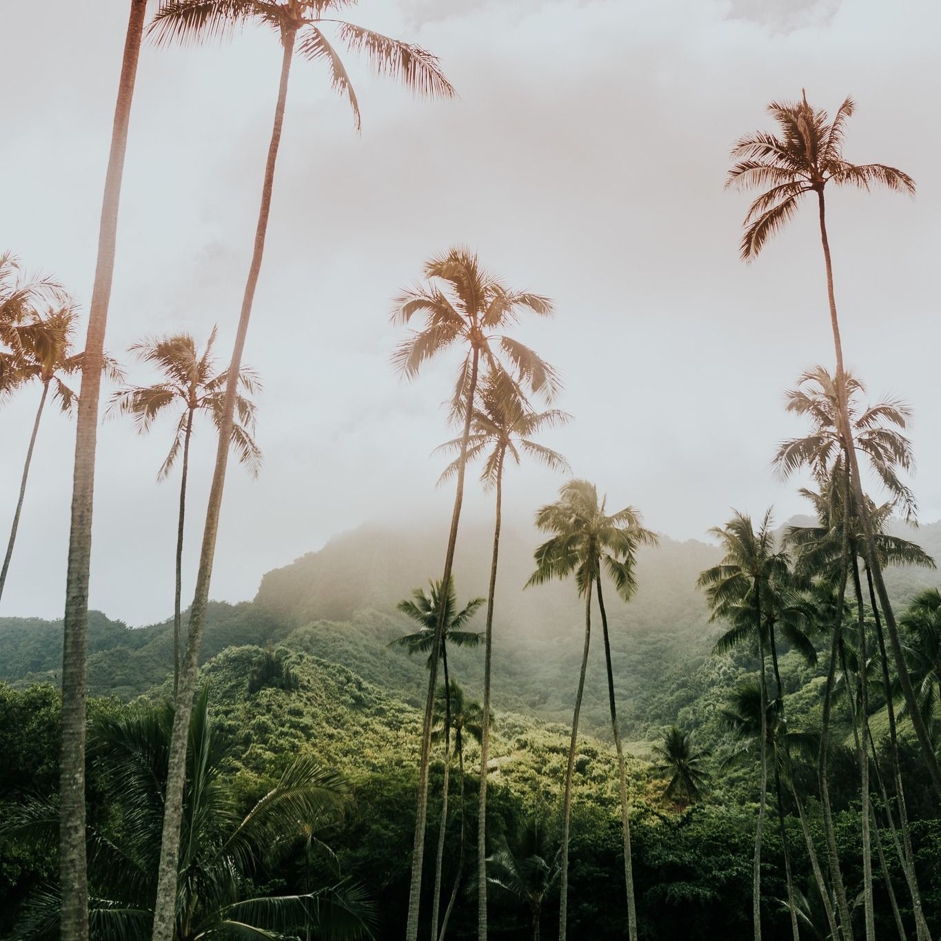 A row of palm trees with mountains in the background