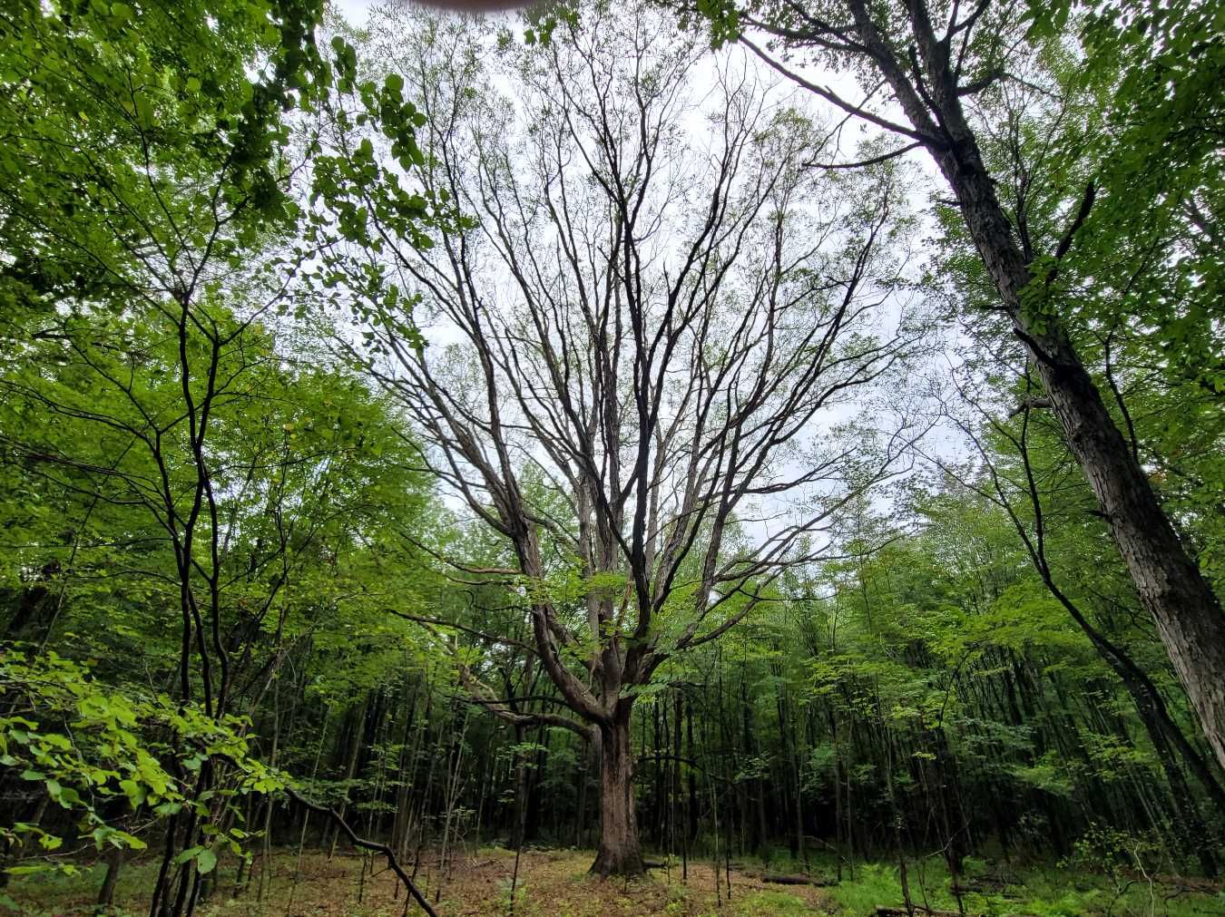 A large tree in the middle of a forest with lots of leaves.