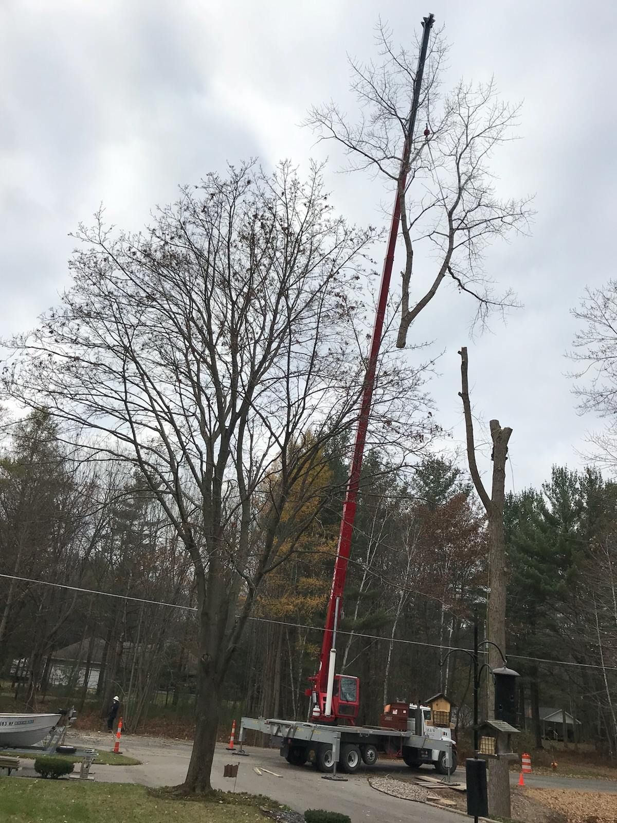A crane removing a tree branch; crane in action near another cut tree and a park setting.