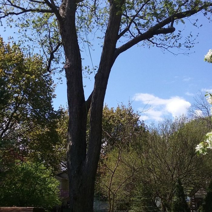 Tall tree with branching limbs against a partly cloudy blue sky, surrounded by green foliage.