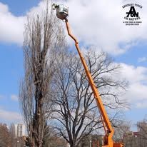 Orange boom lift reaching towards tree against a cloudy sky.
