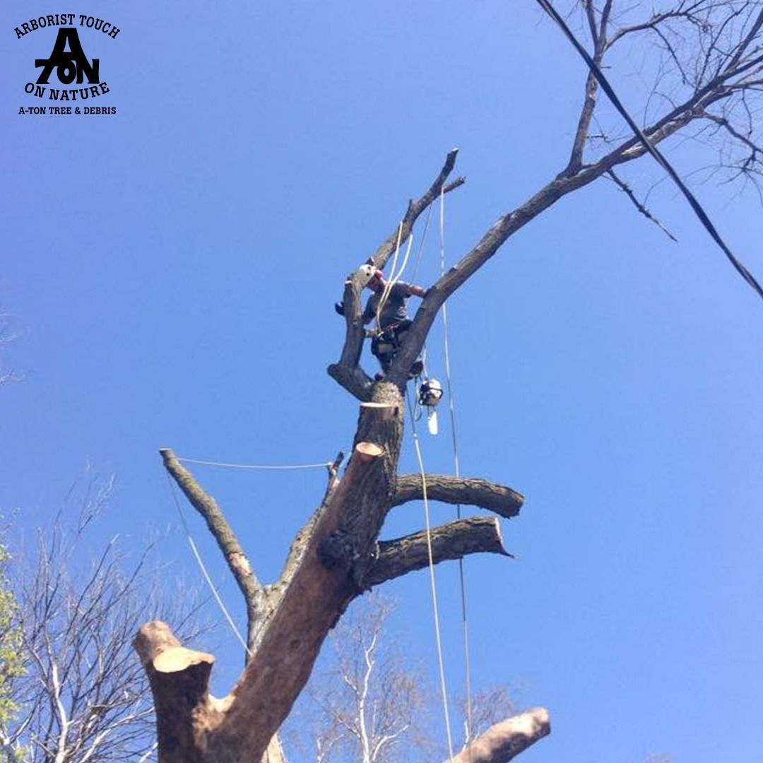 Person trimming a tree branch with ropes and tools against a blue sky.