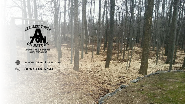 An Arborist Touch on Nature advertisement; a wooded area with tree trunks and fallen leaves.