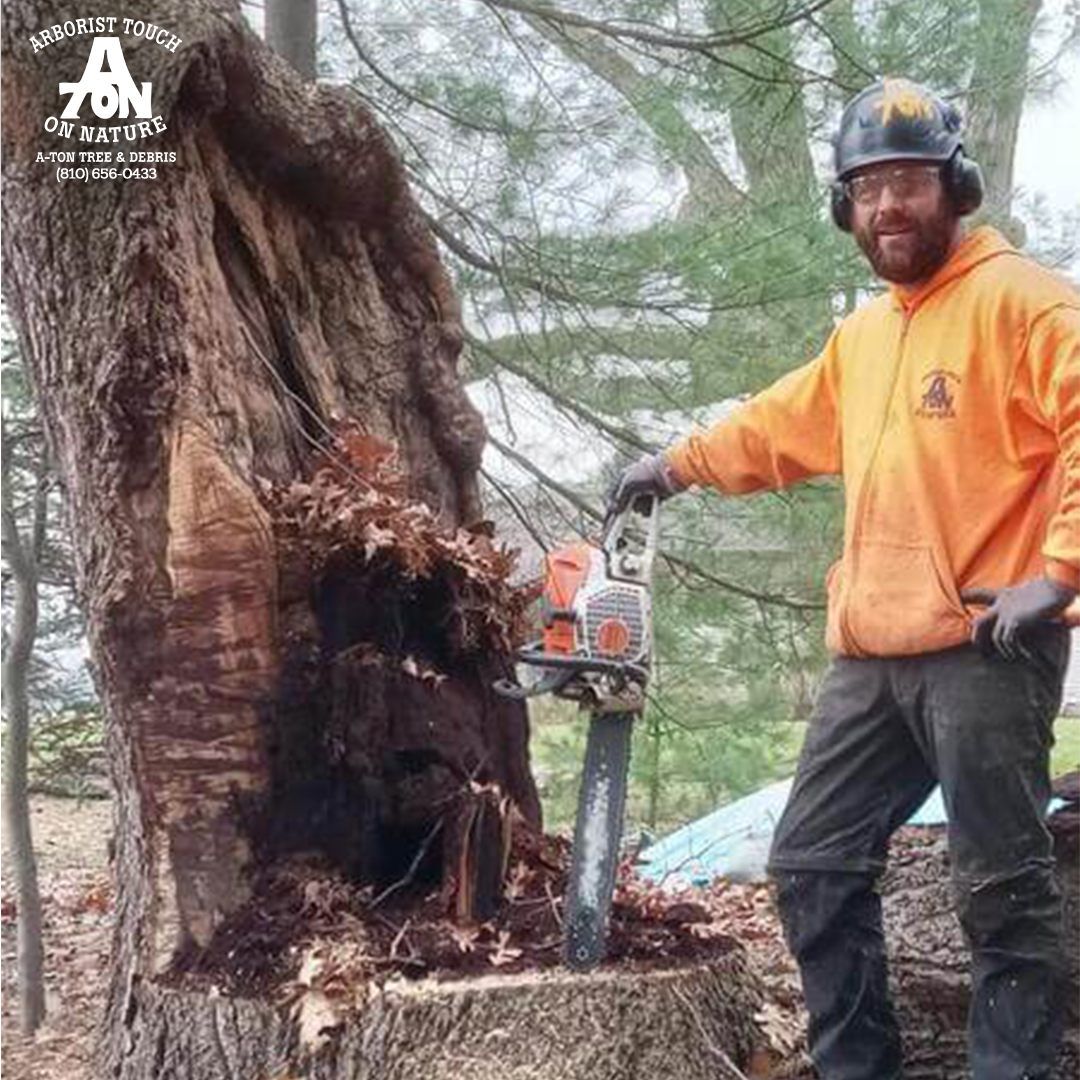 Man in orange jacket with chainsaw next to a large, hollow tree trunk. Outdoors setting.