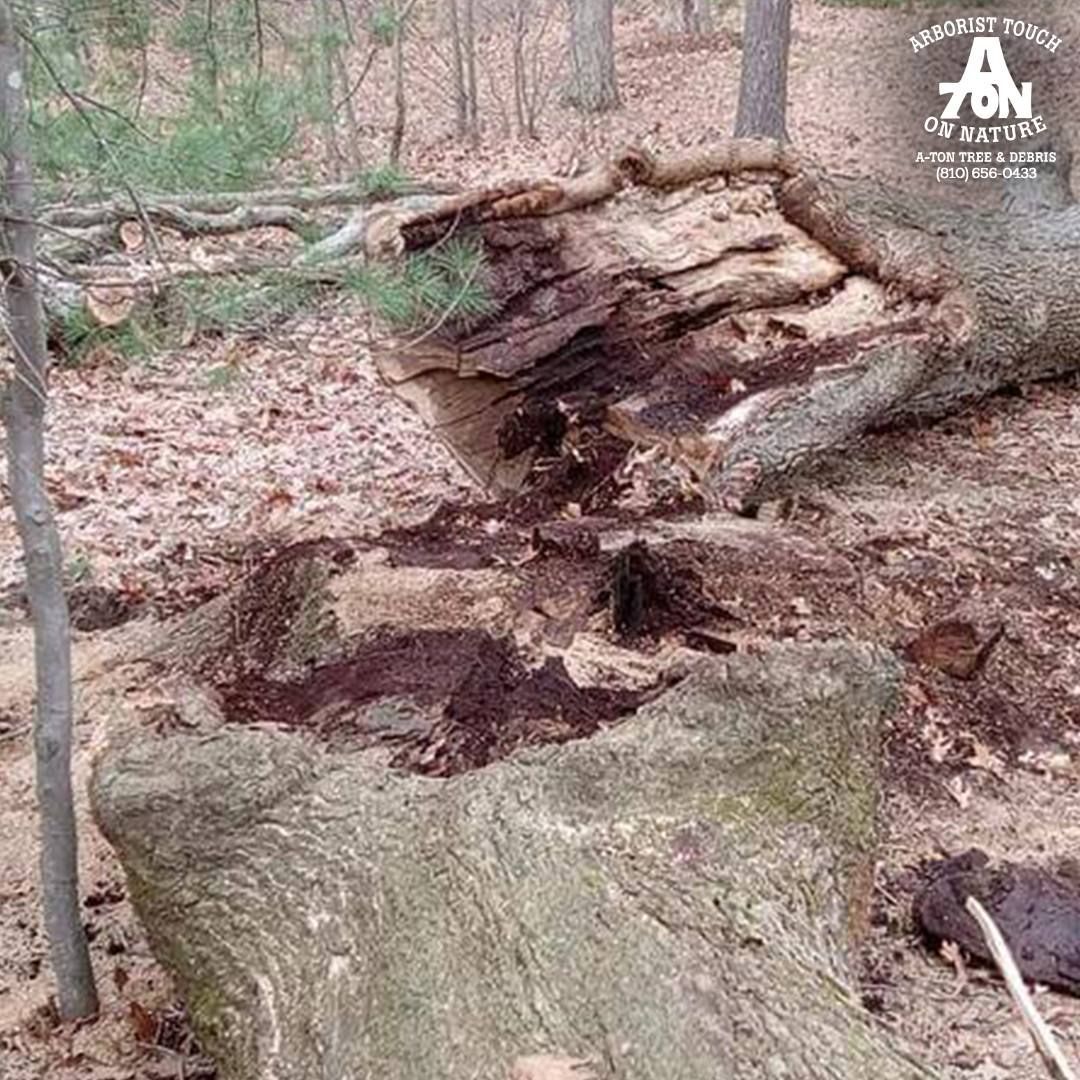 Fallen tree trunk, partially rotted with exposed interior, lying on a forest floor covered in leaves.