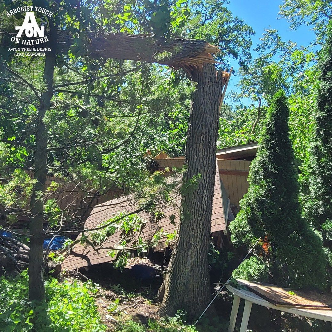 A tree has fallen, crushing a building. Green foliage surrounds the damaged structure.