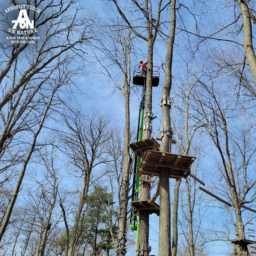 Aerial adventure course in trees. Platforms and equipment visible, person high up in the tree. Blue sky.