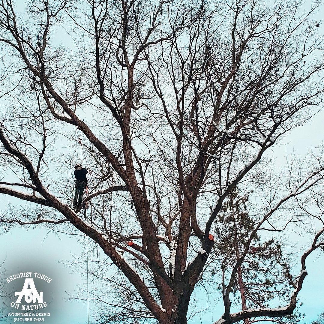 Arborist pruning a large tree; branches reach toward overcast sky.