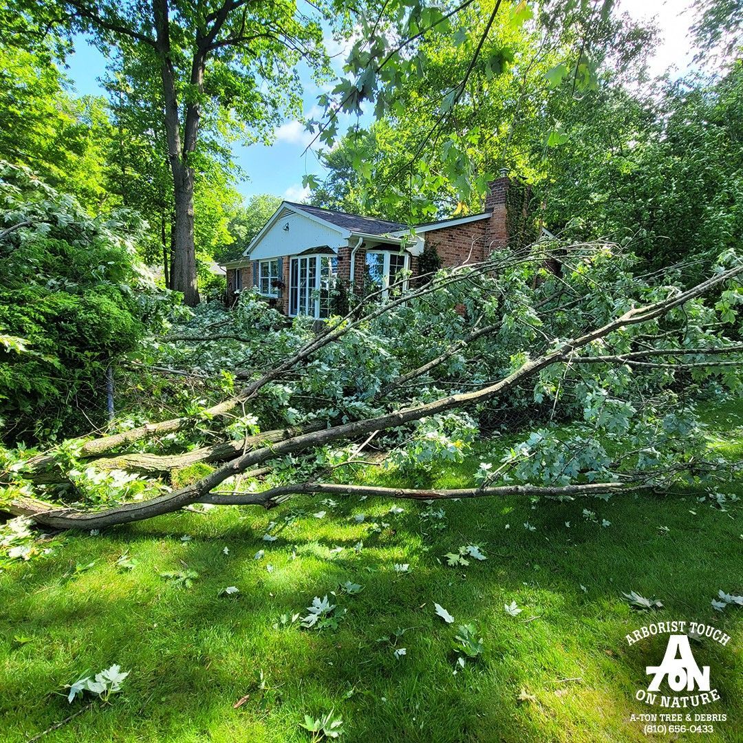 A house with fallen tree branches covering the yard and partially the roof on a sunny day.