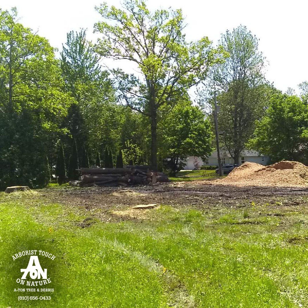 Cleared land with logs, a large tree, and green grass.