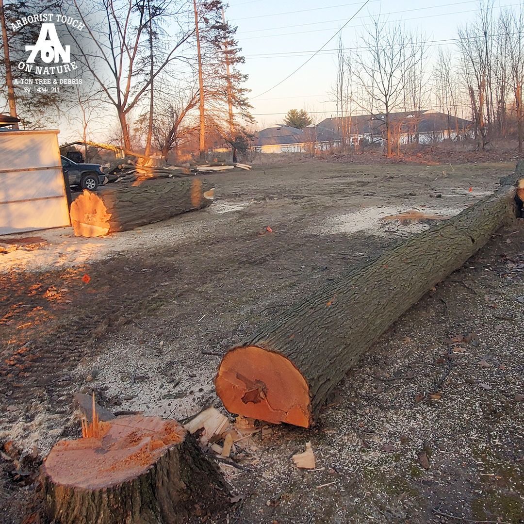 Logs of cut trees lie on dirt, sawdust, and tree stumps in an outdoor setting with trees and a building in the background.