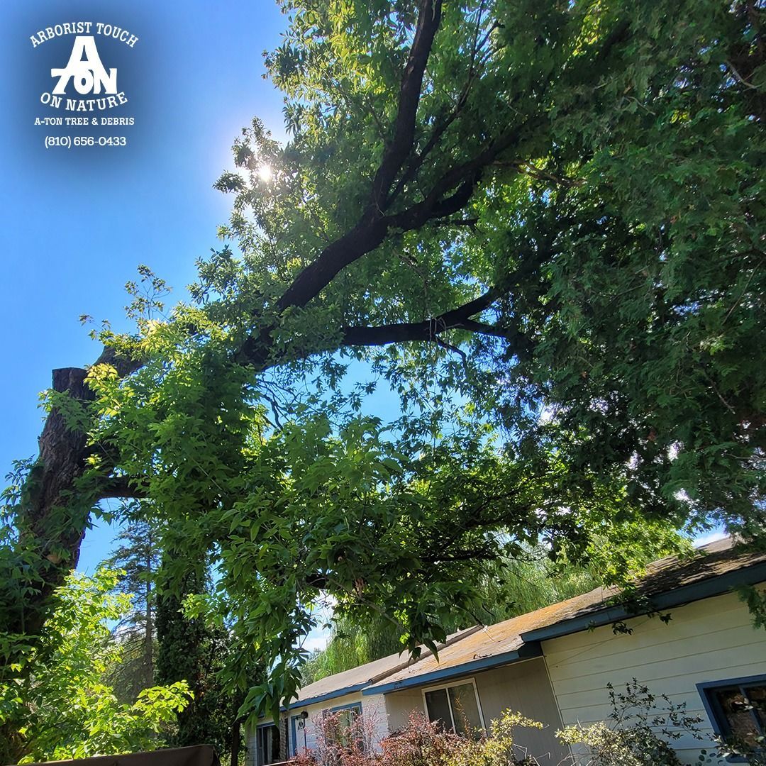 Tree branch arching over a house with bright sunshine and a clear blue sky.