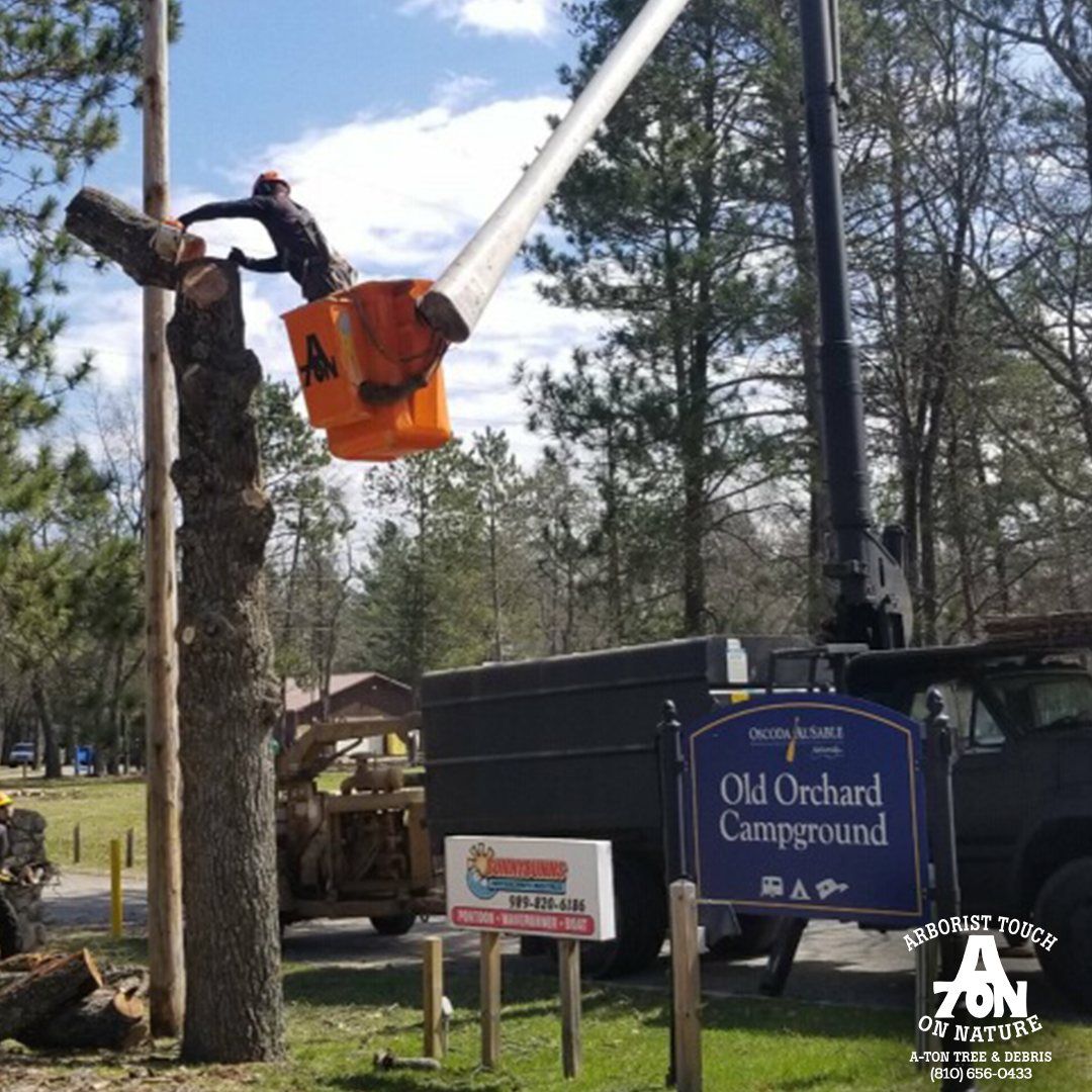 Man using chainsaw in a bucket lift, trimming a tree at Old Orchard Campground.