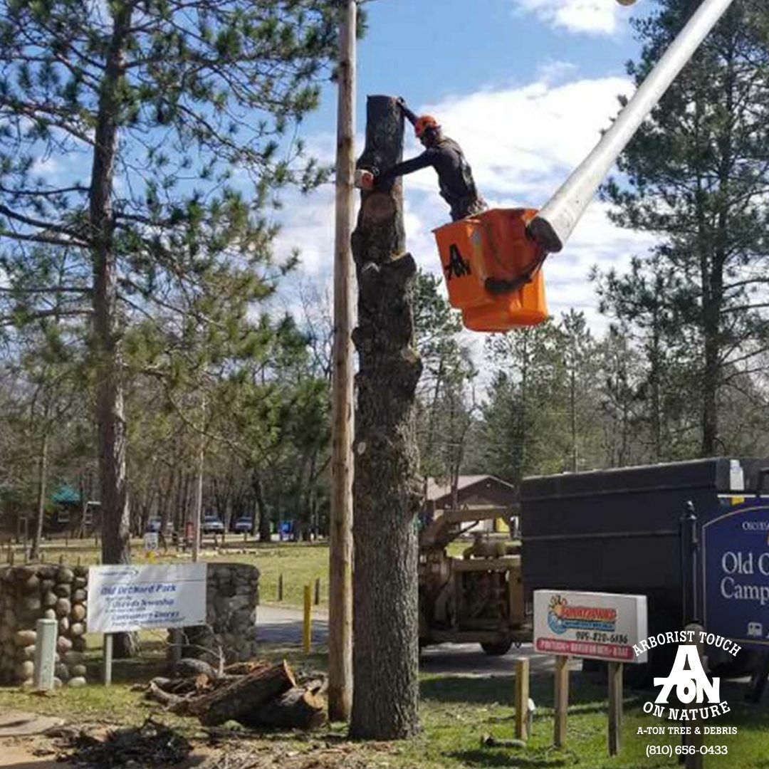 A tree service worker in a lift basket is trimming a tall tree next to a sign.