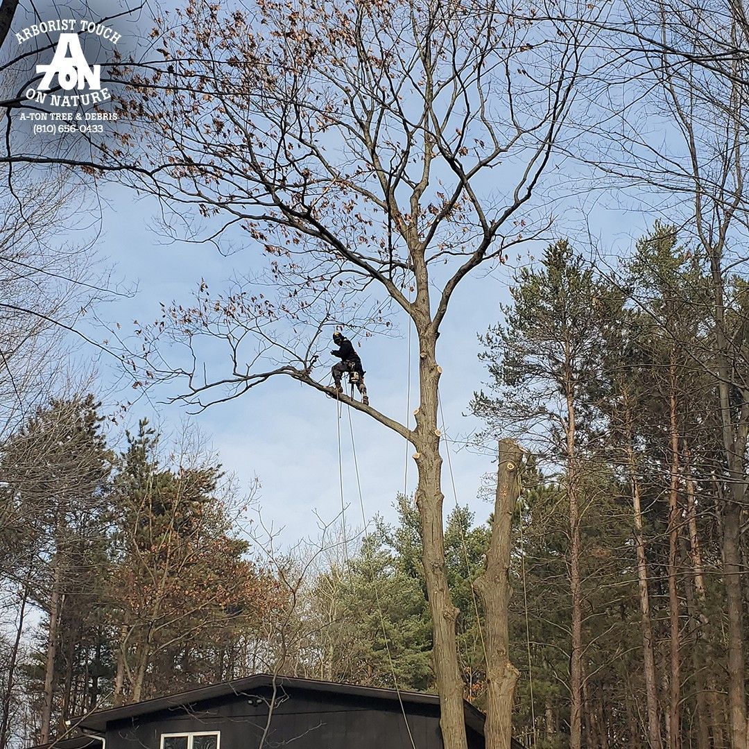 Arborist in a tall tree, cutting branches with a rope and harness. Overcast sky, other trees surround.
