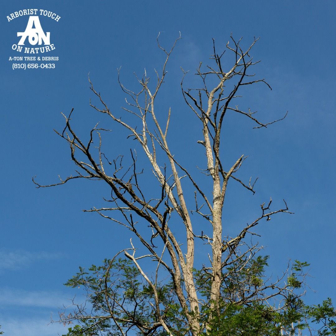 Dead tree with bare branches against a clear blue sky.