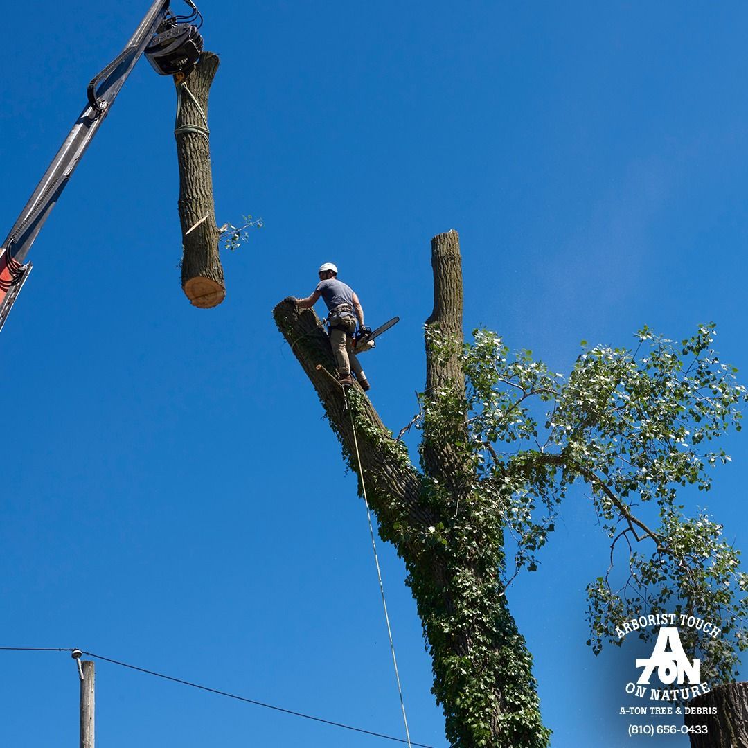 Arborist using a chainsaw to cut a tree limb, with a crane holding another. Bright blue sky.