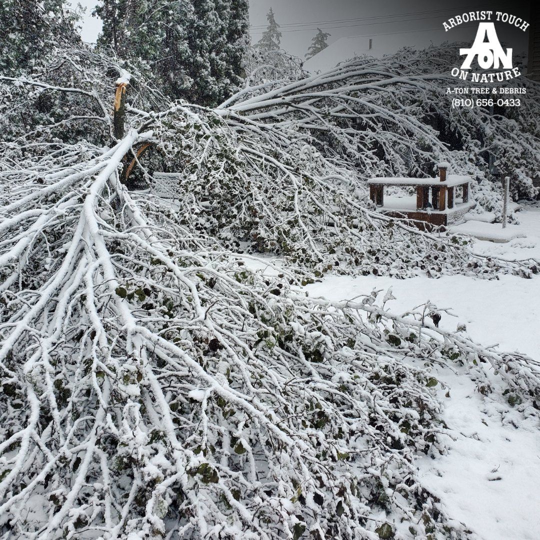 Snow-covered tree fallen on ground; picnic table in background; 