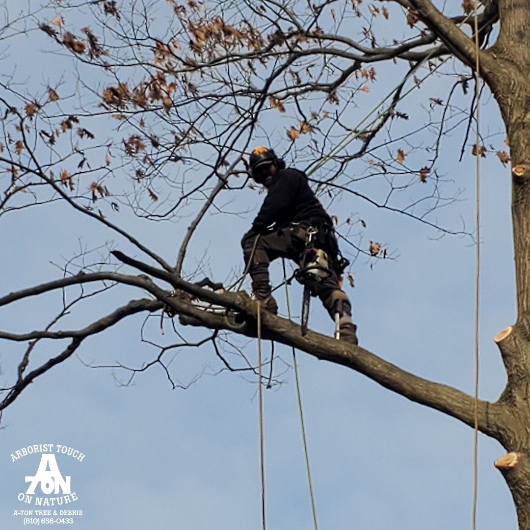 Arborist in harness, trimming tree branches against a cloudy sky.