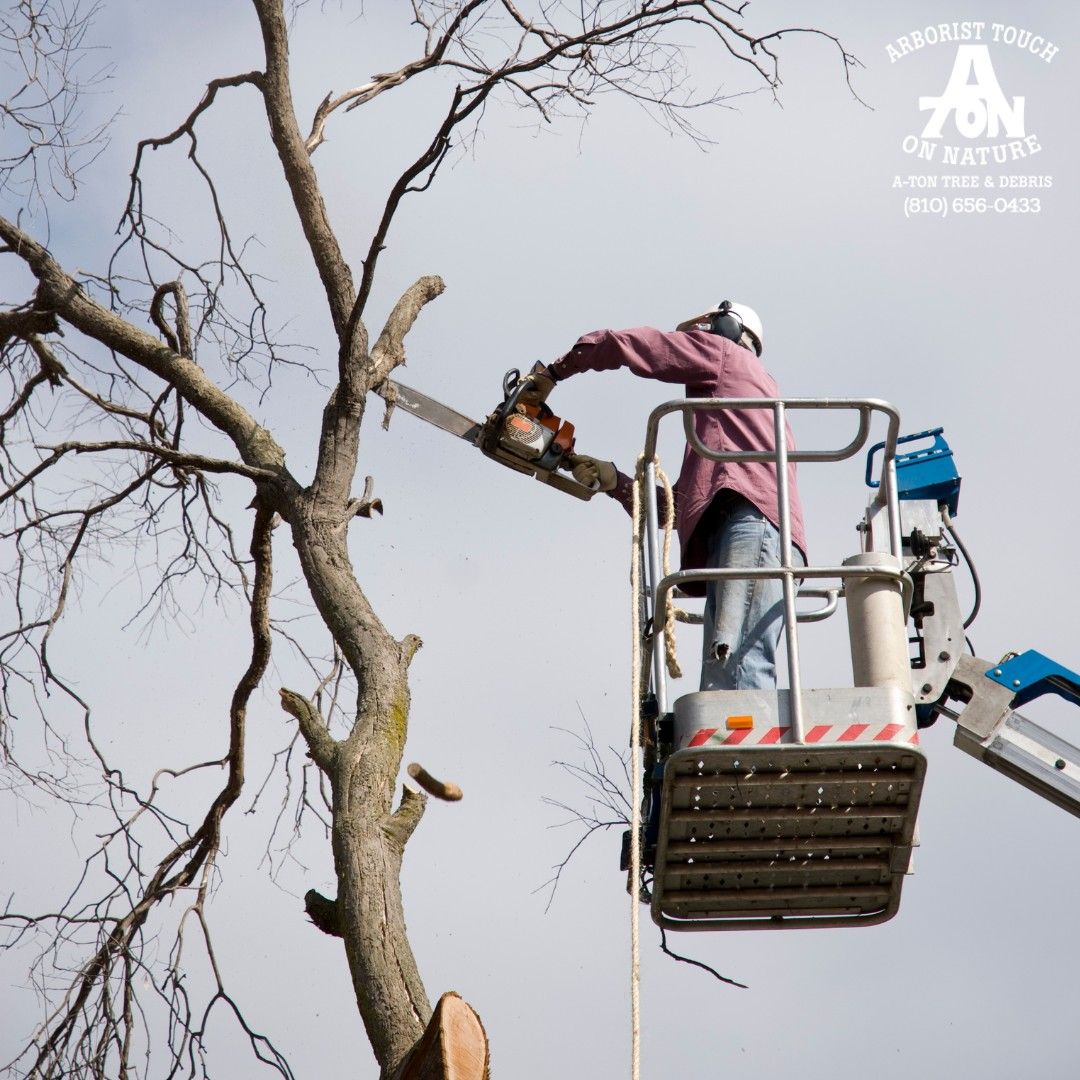 Person on lift trims tree branches with chainsaw.
