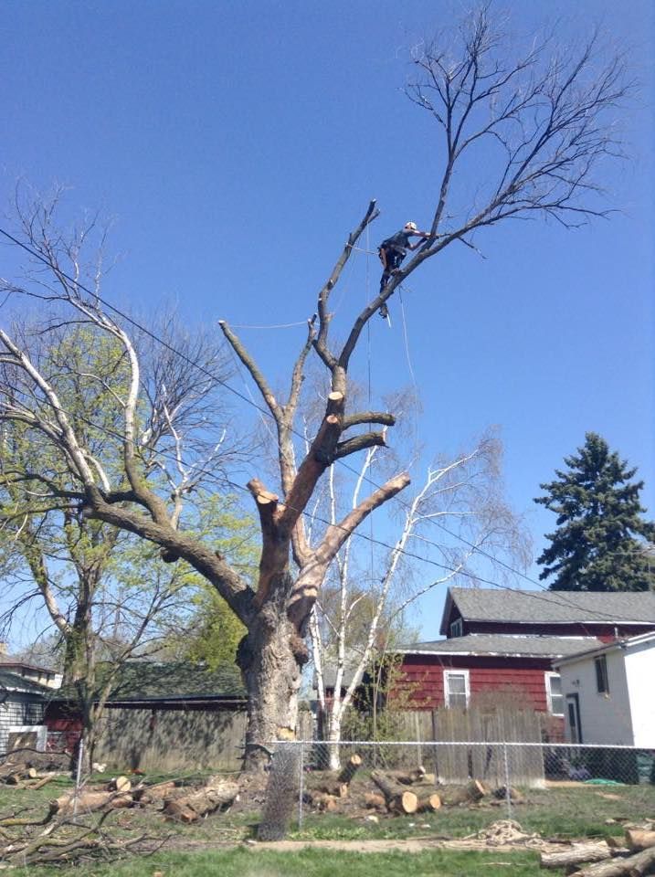 A tree service worker cuts branches from a tall, bare tree; logs and debris on the ground; sunny day.