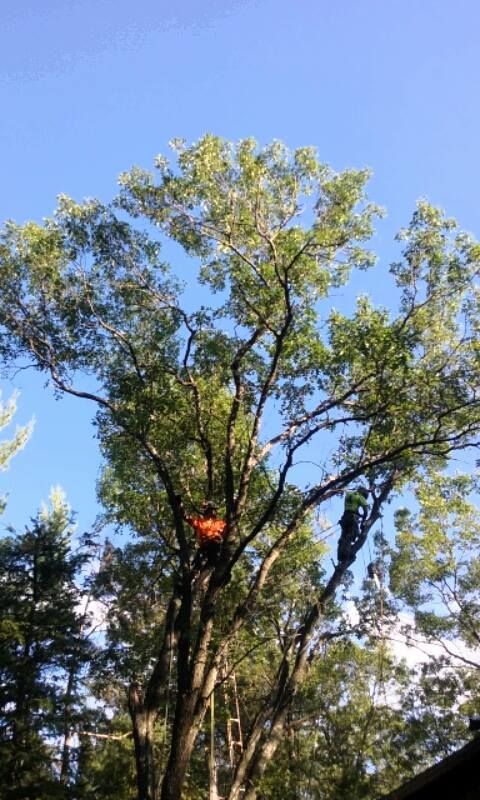 Two tree trimmers working in a tall leafy tree against a blue sky. One is in an orange vest.
