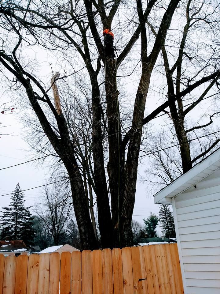 Bare tree with several trunks, next to a wooden fence and a house; overcast sky.
