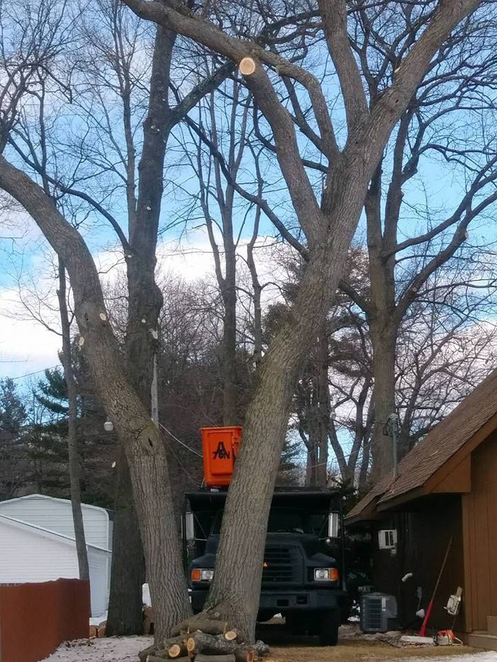 Tree trimming: Truck with lift bucket near a tree. Branches recently cut. Winter setting.