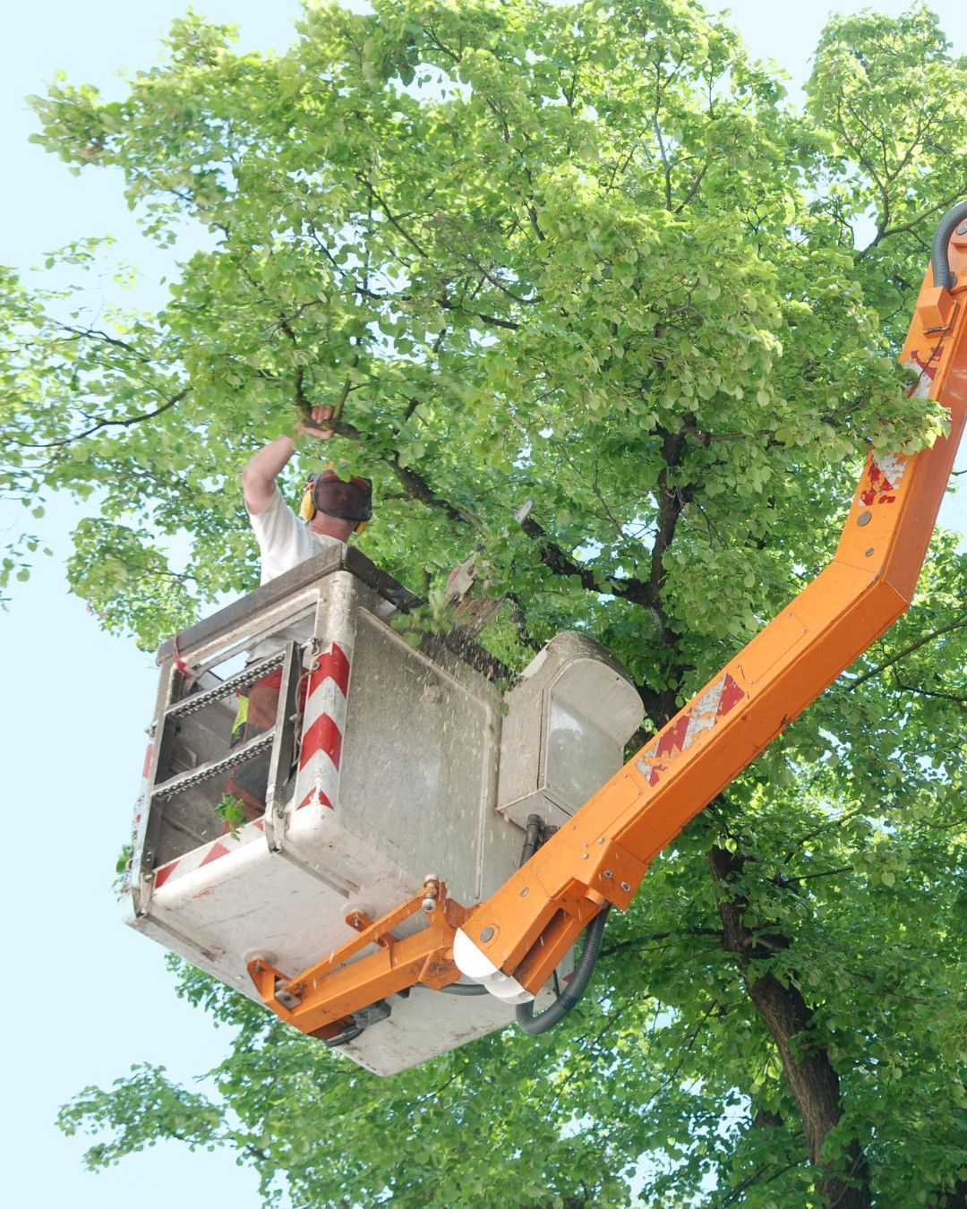 A person in a lift basket prunes a tree with green leaves and a blue sky background.