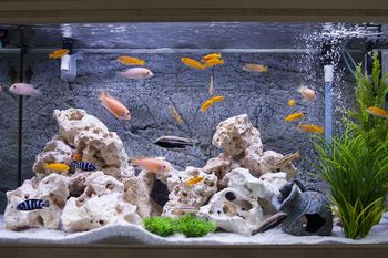 fish tank with numerous fish