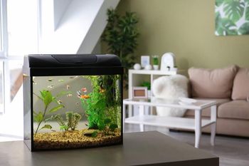 small fish tank in home