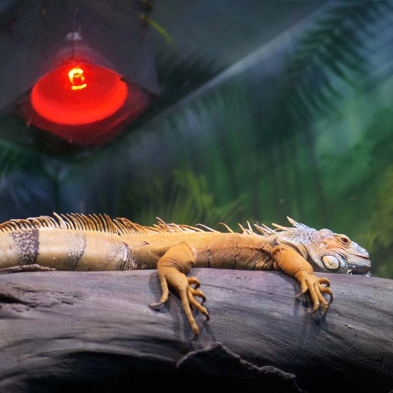pet lizard laying under heat lamp