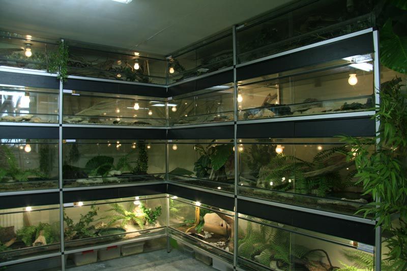 room with various reptile terrariums